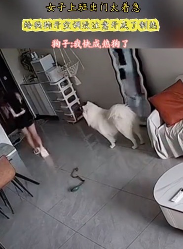 上班出门太着急 给狗狗开空调没注意开成了制热