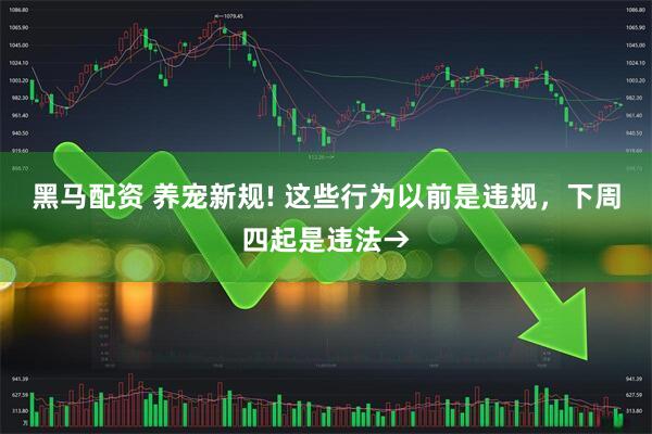 黑马配资 养宠新规! 这些行为以前是违规，下周四起是违法→